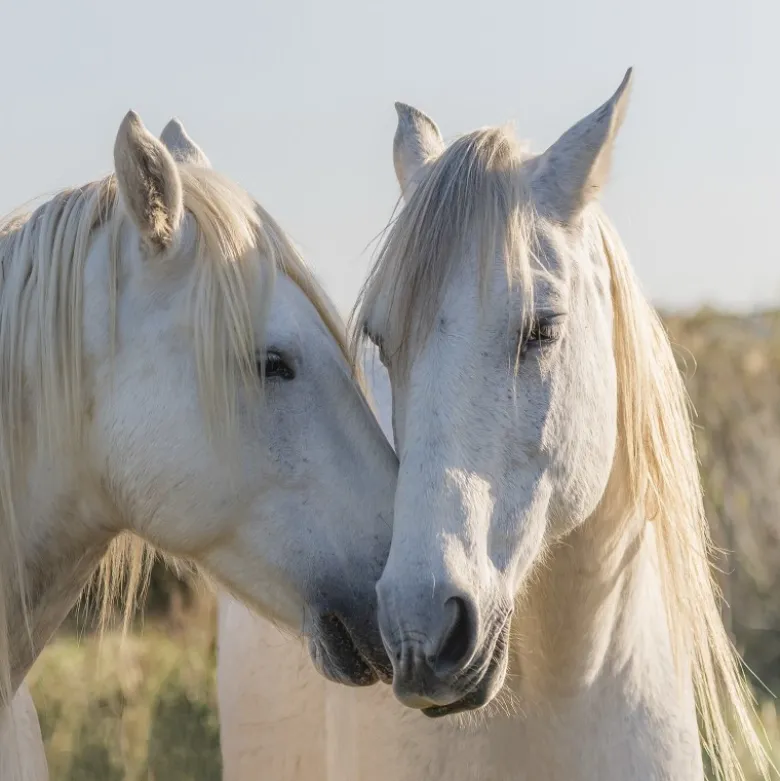 Carré / panneau en simili chevaux