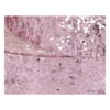 Galon Glitter à coudre 25 mm coloris Rose